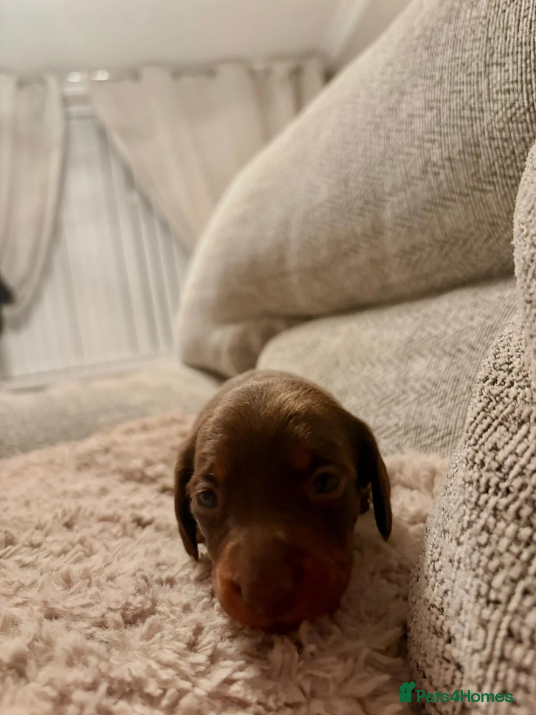 Miniature Dachshund dogs for sale: Miniature dachshund  - Advert 5