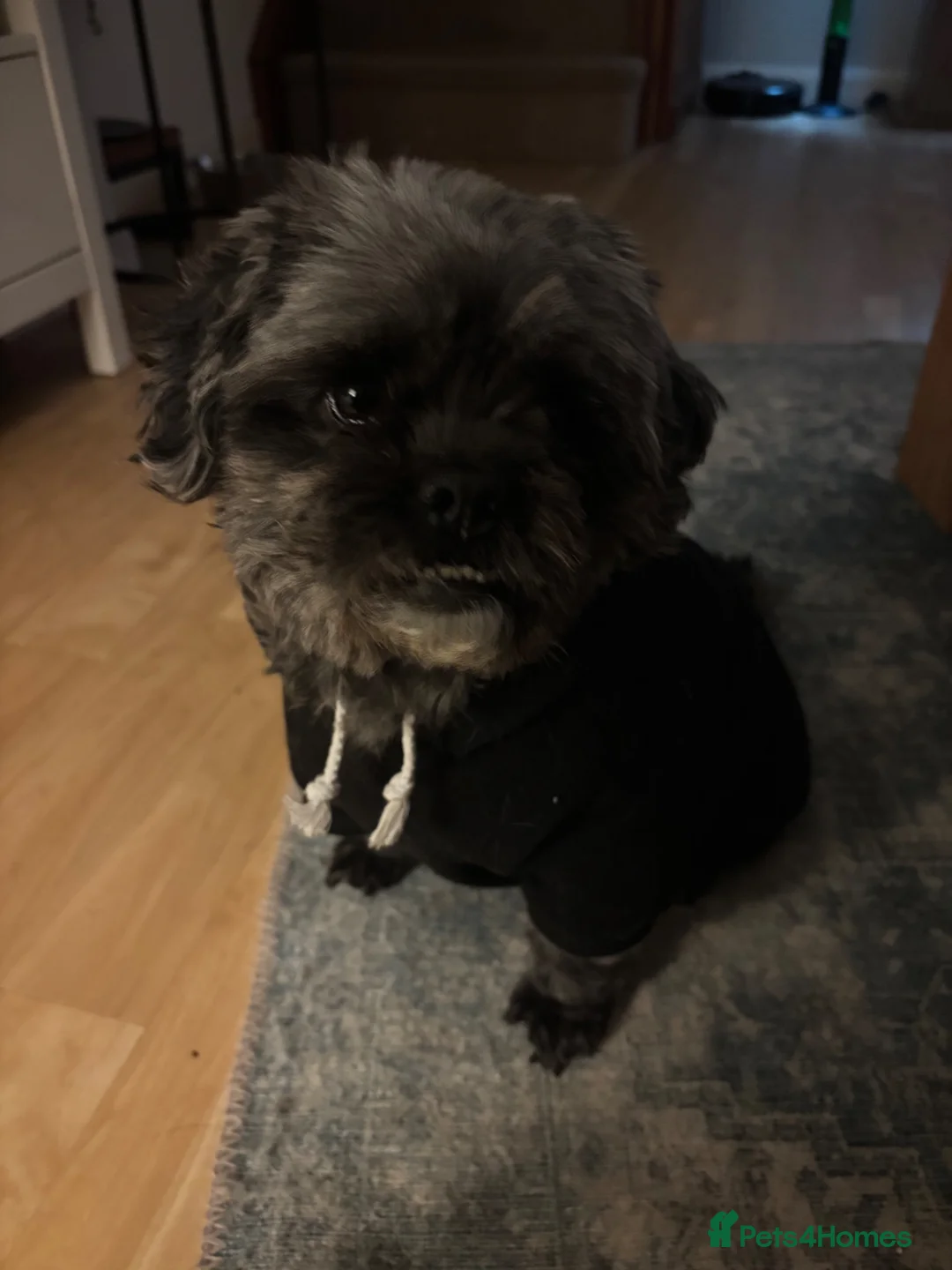Pugapoo dogs for sale: 4 Year Old Pugapoo  in Bordon - Advert 5