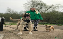 Anatolian Shepherd dogs for sale: Anatolian Shepherd(Malakli) - Image 1
