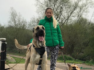 Anatolian Shepherd dogs - Advert 1