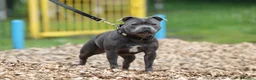 Staffordshire Bull Terrier dogs for sale: Kc Reg Chunky Girl - Advert 4