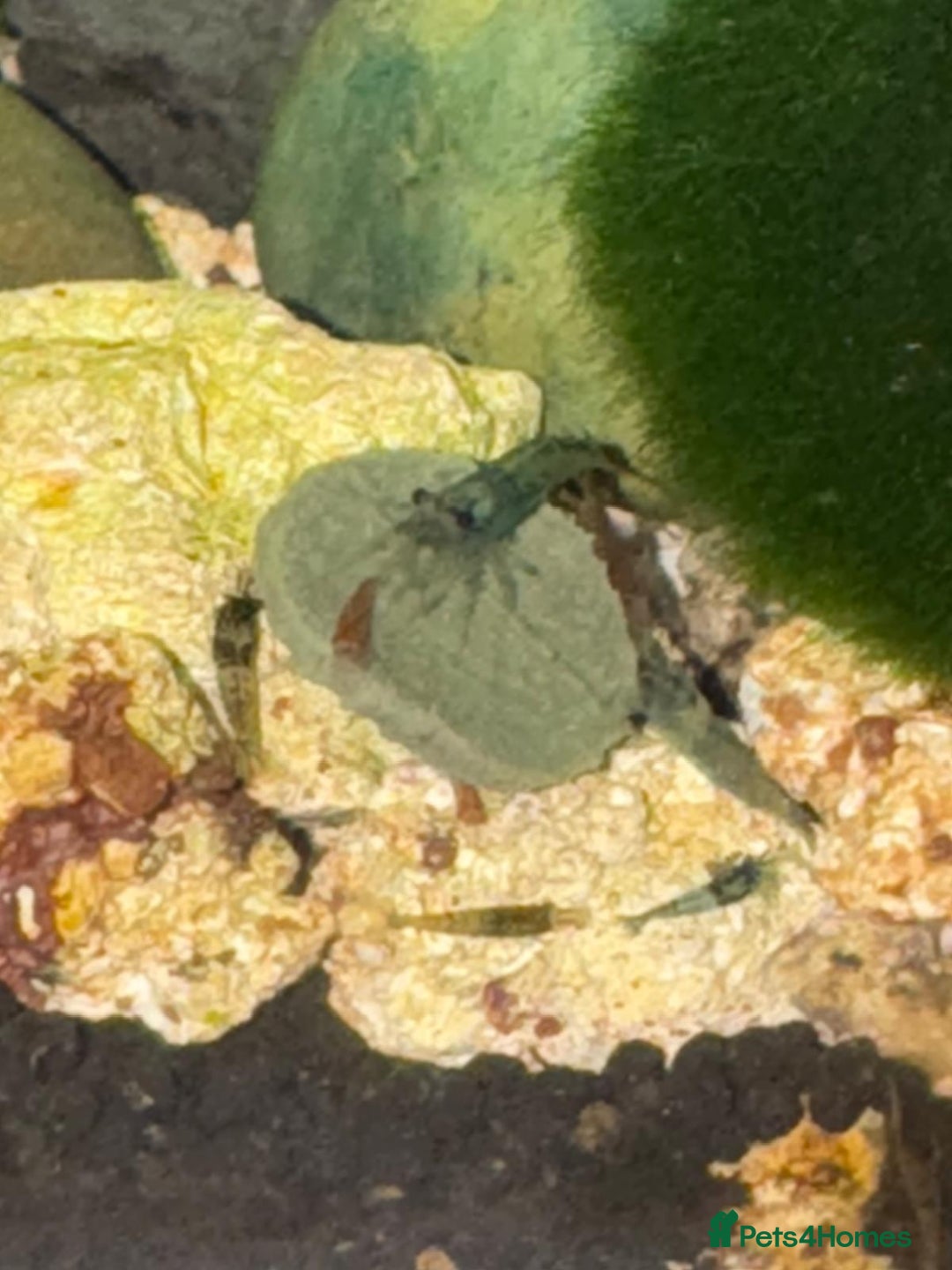 Shrimps fish for sale: Shrimp and rabbit snails  - Advert 7