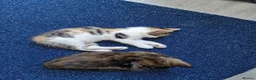 Mixed Breed cats for sale: Very Cute Calico Girl - Advert 18
