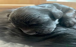 Cavapoo dogs for sale: Cavapoo - Image 30