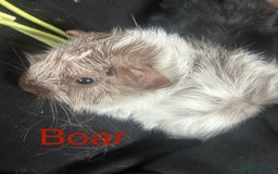 Guinea Pig rodents for sale: Bonded sows and boars £40 pair - Image 6