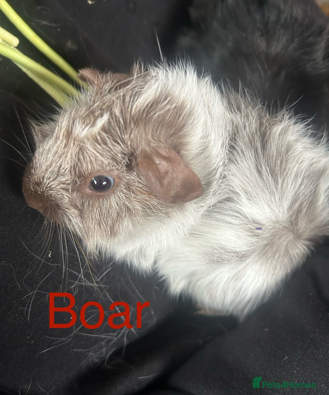 Guinea Pig rodents for sale: Bonded sows and boars £40 pair - Image 6