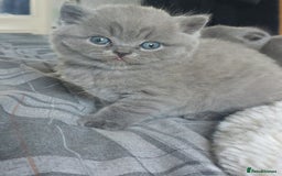 British Shorthair cats for sale: British shorthair/scottish fold cross kittens - Image 3