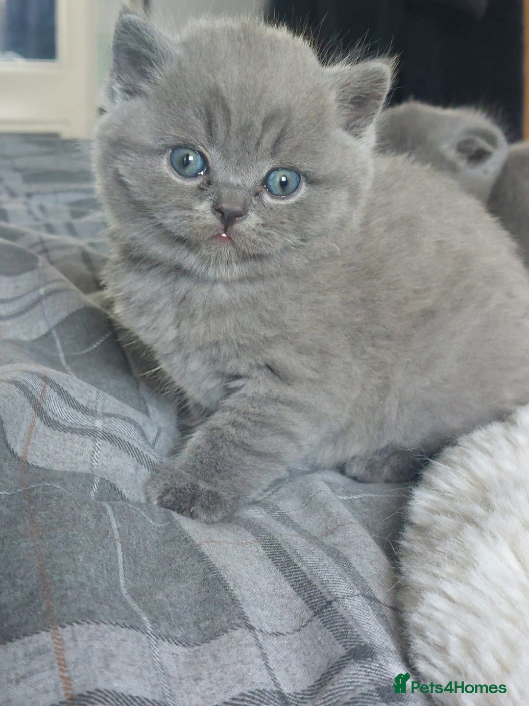 British Shorthair cats for sale: British shorthair/scottish fold cross kittens - Image 3