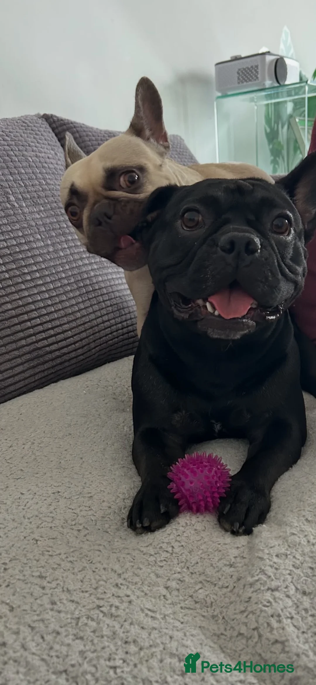 French Bulldog dogs for sale: Rehome 2 beautiful frenchies  - Advert 7
