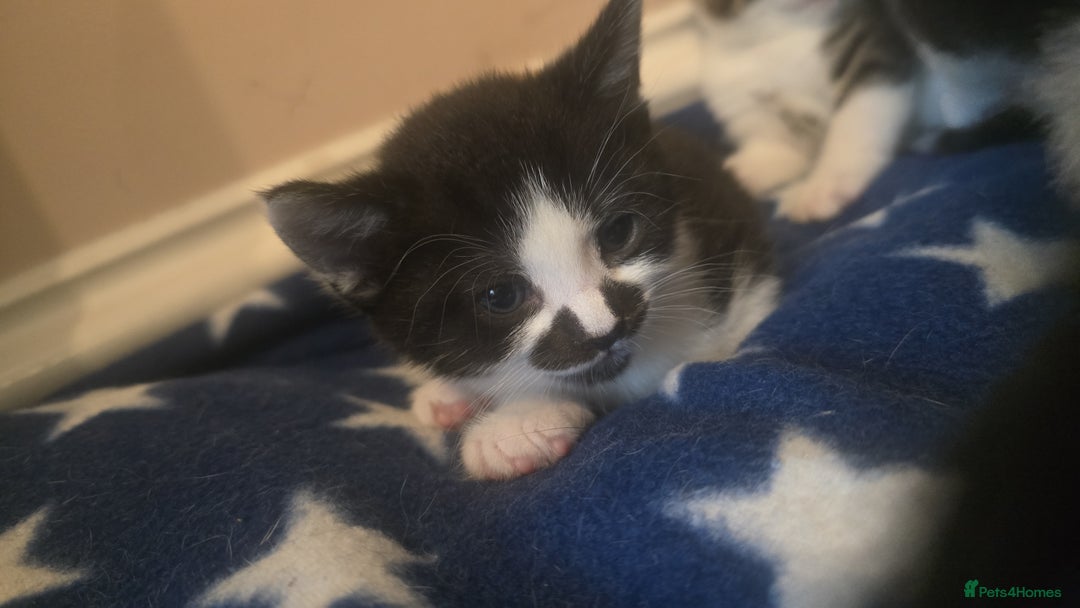 Domestic Shorthair cats for sale: 3 x Cute balls of fluff - Image 6