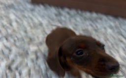 Miniature Dachshund dogs for sale: Miniature dashound - Image 2