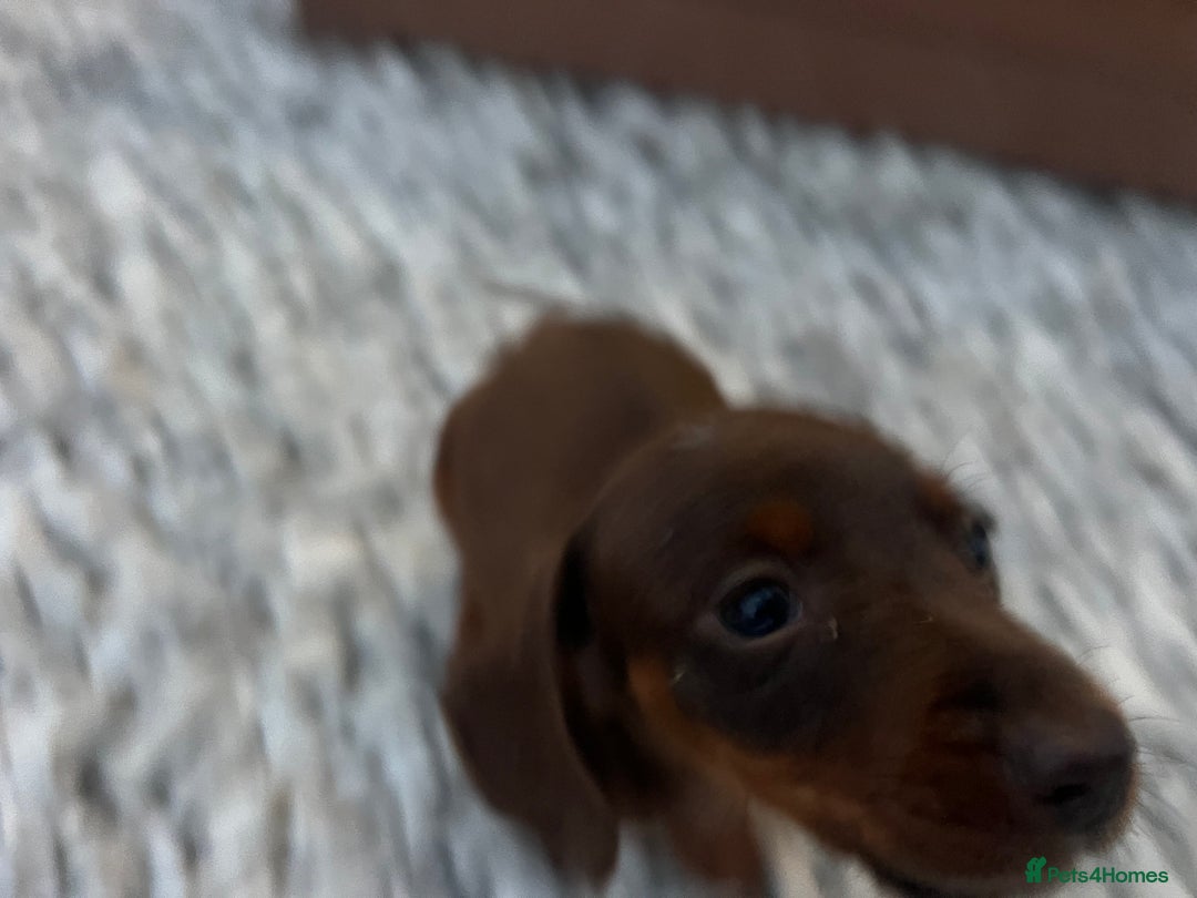 Miniature Dachshund dogs for sale: Miniature dashound - Image 2
