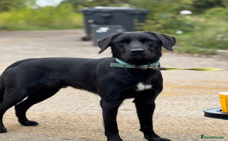 Mixed Breed dogs - Advert 1