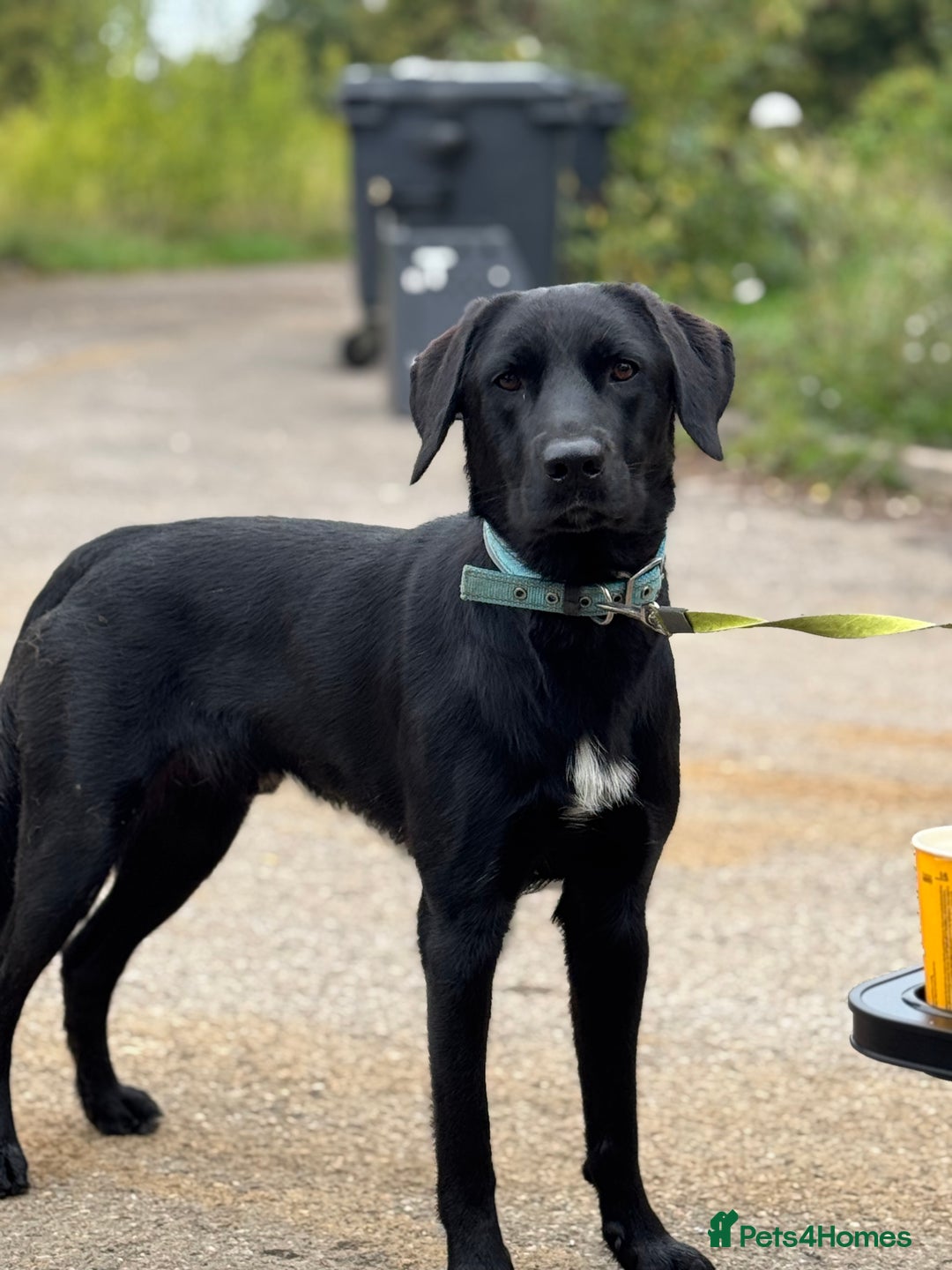 Mixed Breed dogs for sale: Shepador For Sale - Image 1