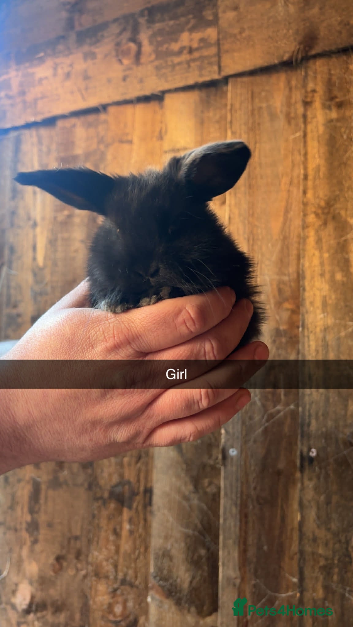 Mini Lop rabbits 1 black girl left Mini lop babies - Advert 20