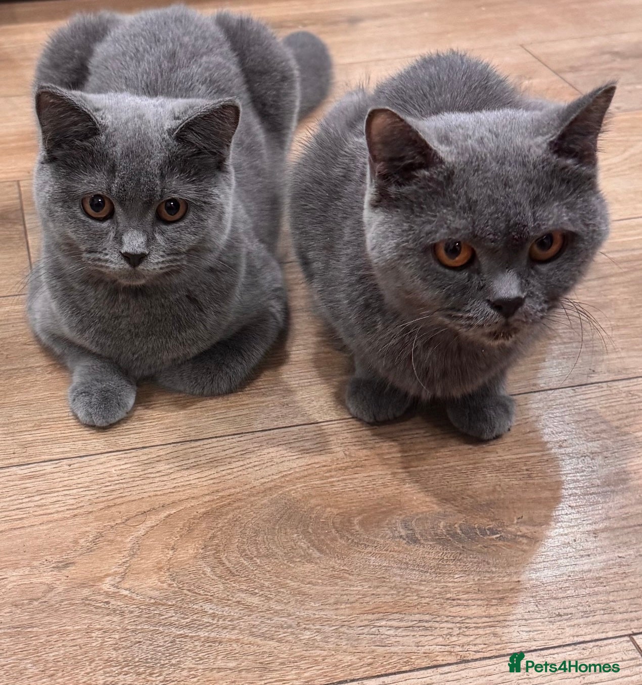 British Shorthair cats PURE BSH Girl and BSH mix adorable boys - Advert 18