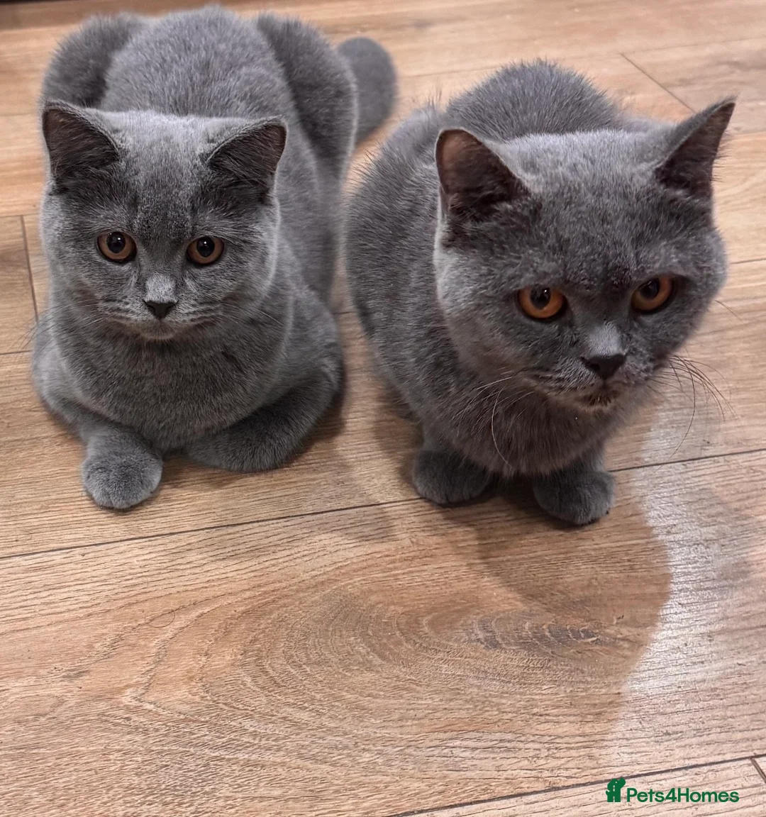 British Shorthair cats for sale: PURE BSH Girl kitten and BSH mix adorable boys - Advert 11