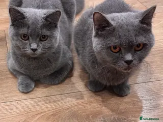British Shorthair cats PURE BSH Girl and BSH mix adorable boys - Advert 18