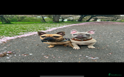 French Bulldog dogs for sale: 5 French bulldog puppy’s  - Image 22