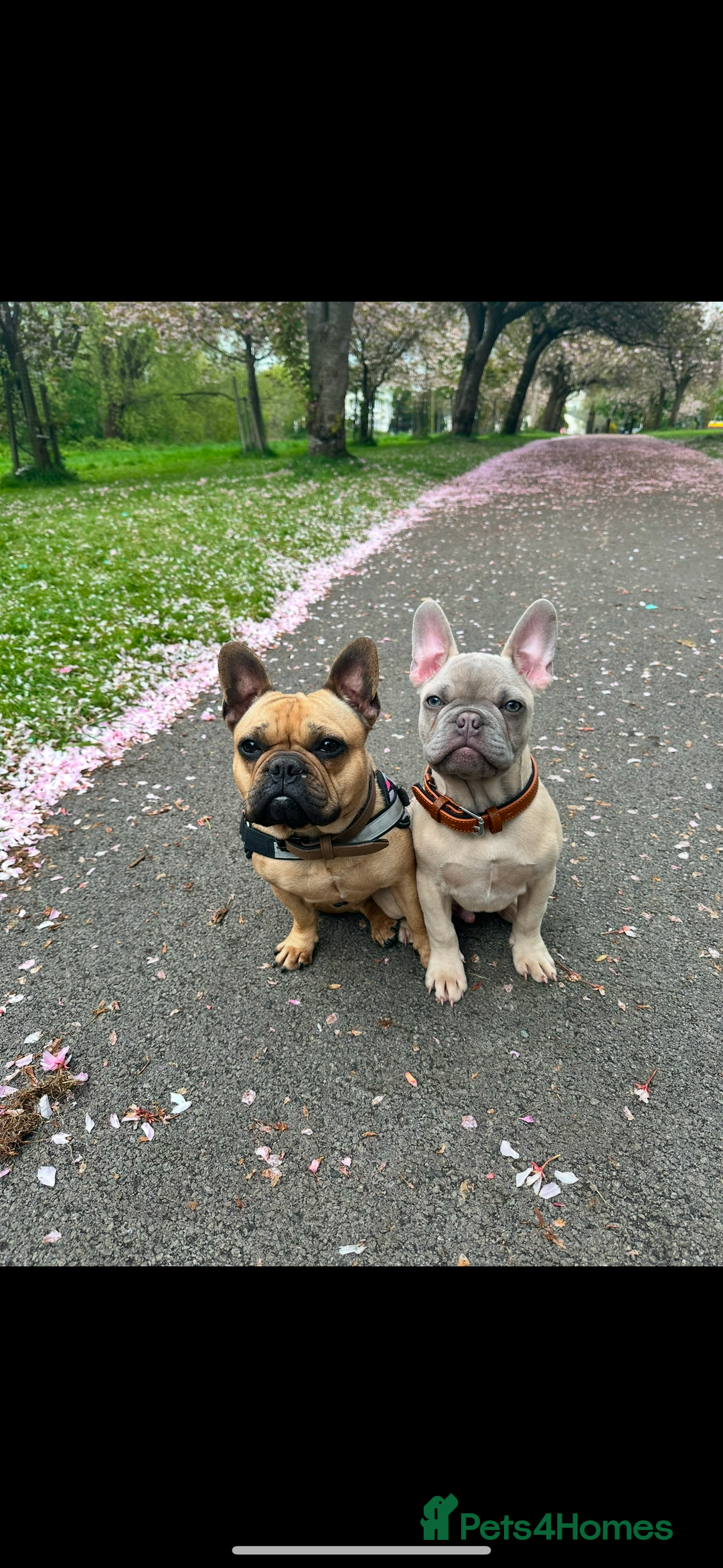 French Bulldog dogs for sale: 5 French bulldog puppy’s  - Image 22