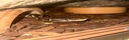Python Snake reptiles for sale: Ball Python in Harlow - Advert 8