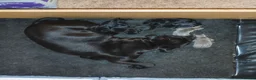 Staffordshire Bull Terrier dogs for sale: Blue & Black KC Staffie Puppies - Champ Bloodline - Advert 2
