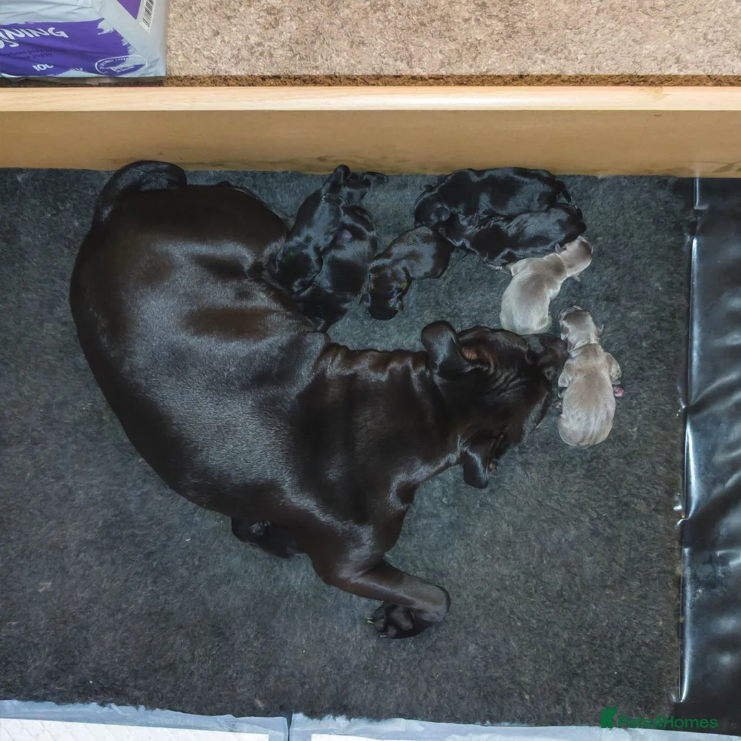 Staffordshire Bull Terrier dogs for sale: Blue & Black KC Staffie Puppies - Champ Bloodline - Advert 2