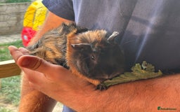 Guinea Pig rodents for sale: 2 male guinea pigs  - Image 4