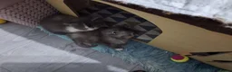 Ragcoon cats for sale: Bouncing beauties ready to go  - Advert 10