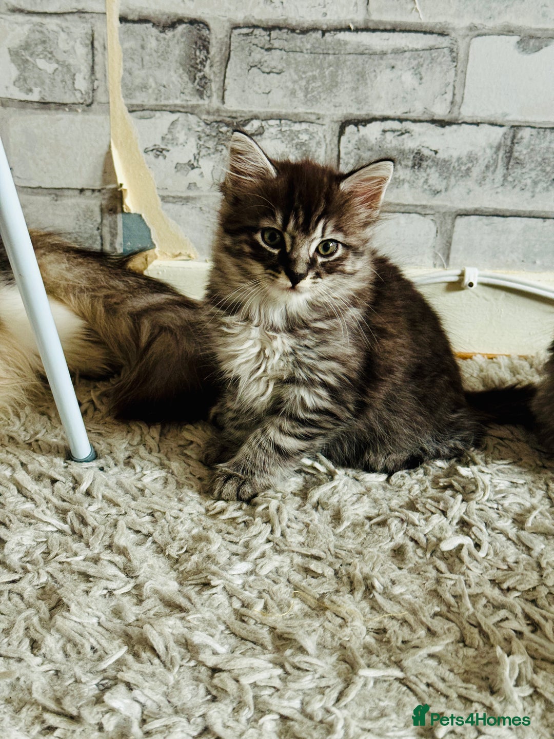 Norwegian Forest Cat cats for sale: Gorgeous Kittens Ready for Their Forever Homes 🐾 - Advert 4