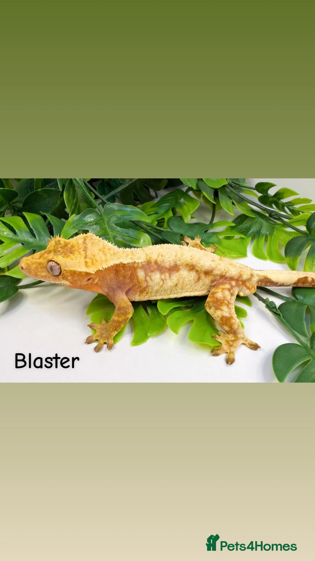 Gecko reptiles for sale: Mixed crested geckos  - Advert 2