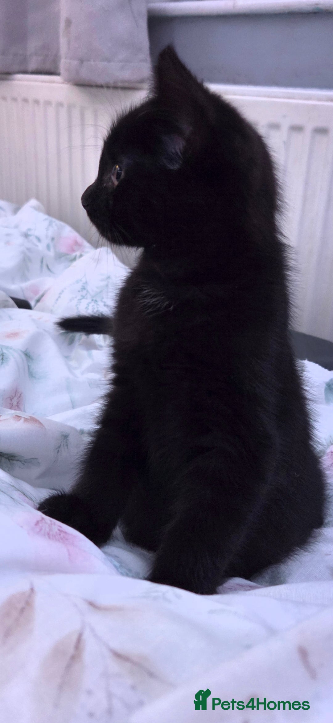 Mixed Breed cats for sale: Two beautiful boys wanting a loving home  - Advert 3