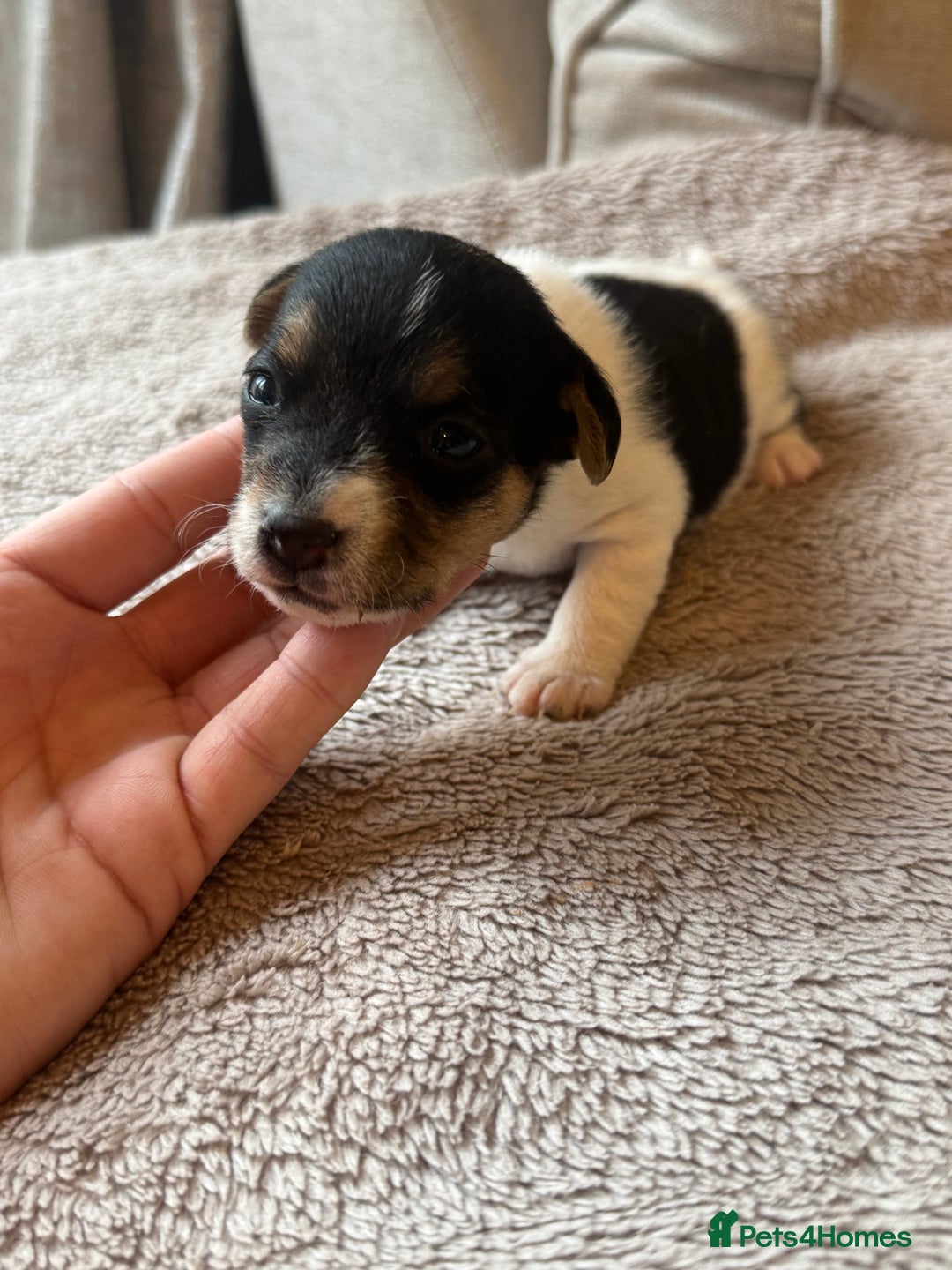 Jack Russell dogs for sale: Jack Russel terriers 3 - Advert 9