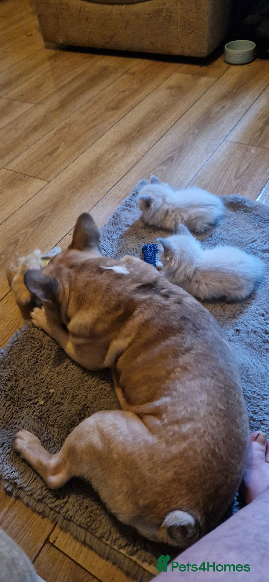 Ragdoll cats for sale: Cute playful ragdoll kittens 😸  - Advert 9