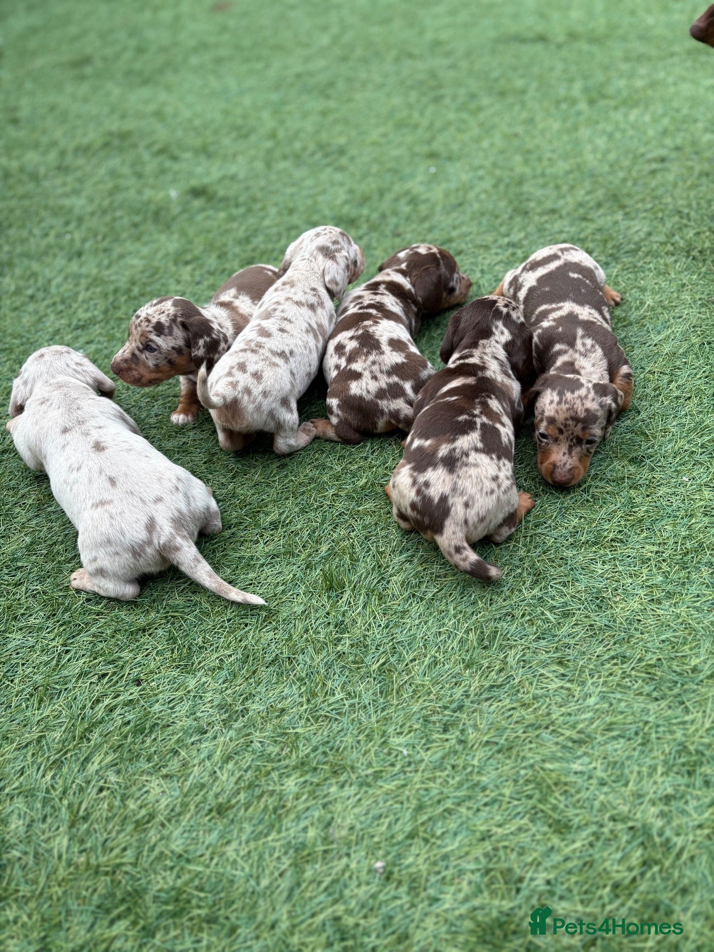 Miniature Dachshund dogs  LAST FEMALE LEFT KC|champion mini dachshund 🐾 - Advert 2