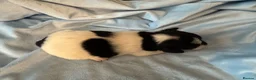 Jack Russell dogs for sale: Traditional Working Jack Russell Terrier Puppies - Advert 10