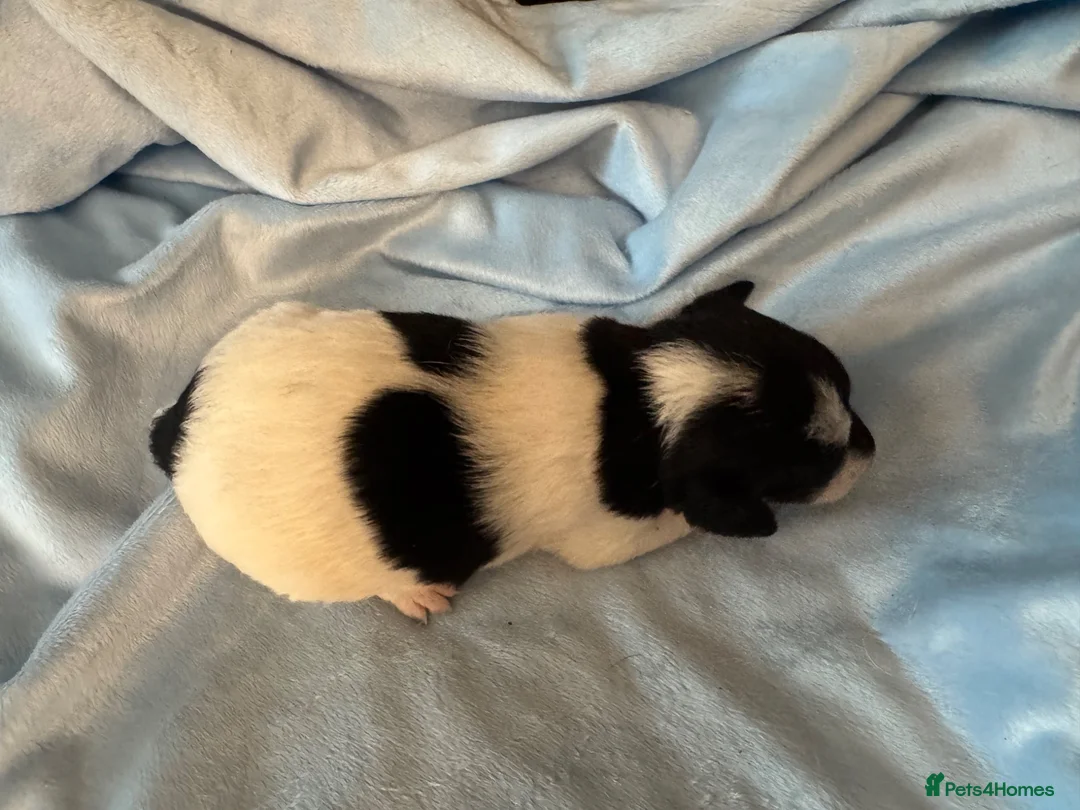 Jack Russell dogs for sale: Traditional Working Jack Russell Terrier Puppies - Advert 10