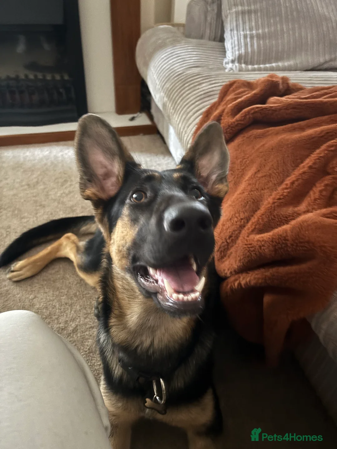 German Shepherd dogs for sale: 1yo German shepherd female for sale  - Advert 2