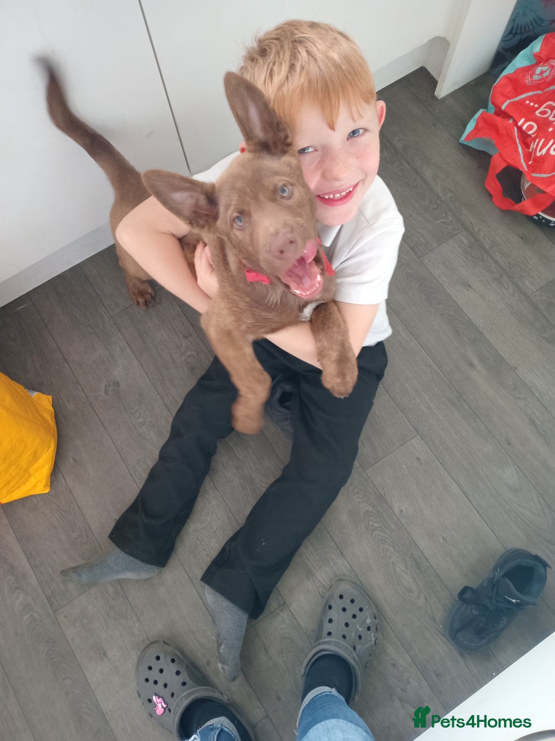 Mixed Breed dogs for sale: Mr chico - Image 3