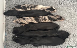 Mixed Breed dogs for sale: Shihpoo X Cocker Spaniel pups - Image 3