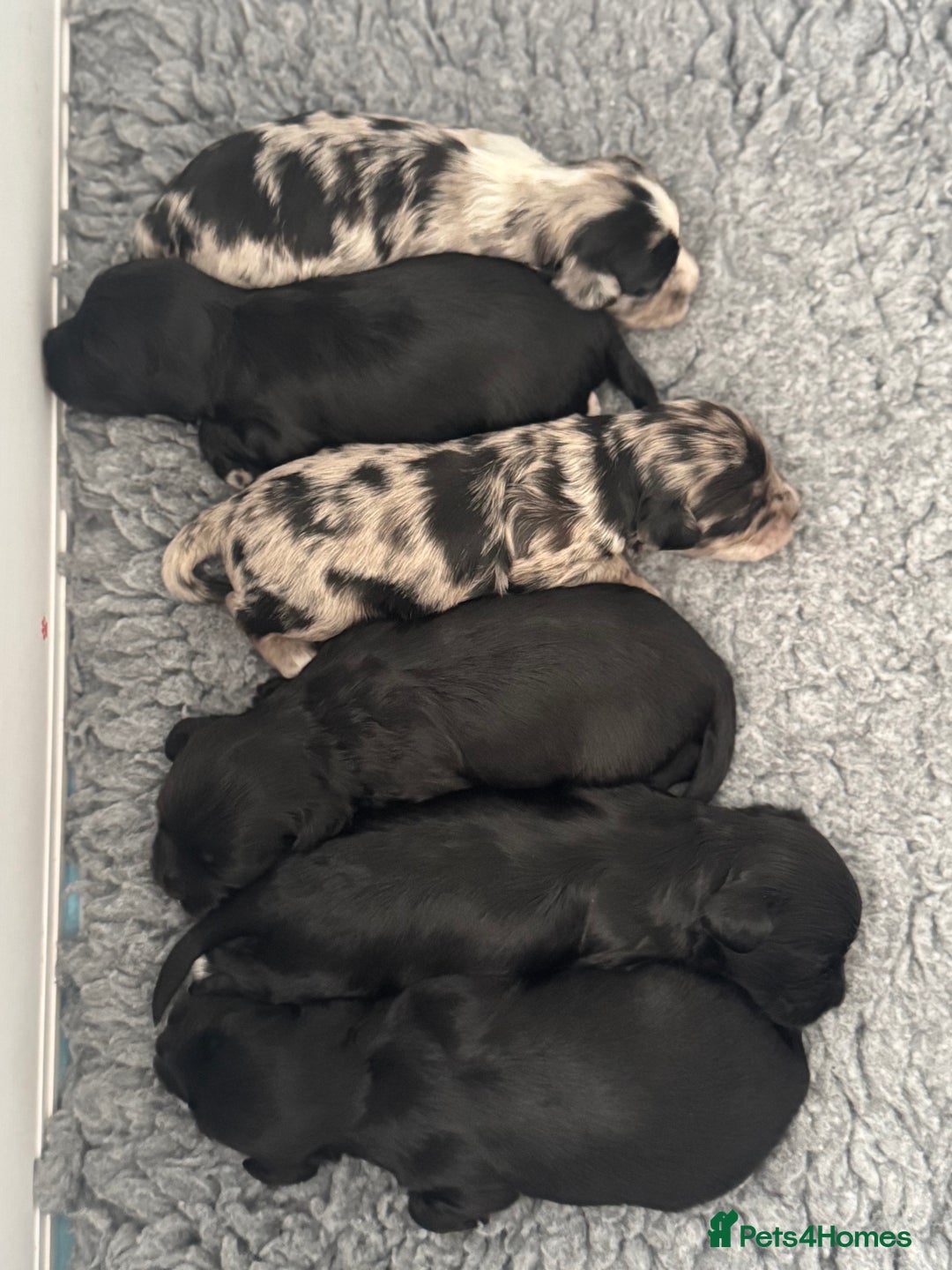 Mixed Breed dogs for sale: Shihpoo X Cocker Spaniel pups - Image 3