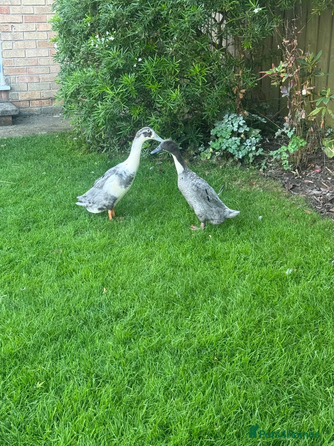 Ducks poultry for sale: 2 runner ducks  - Advert 2