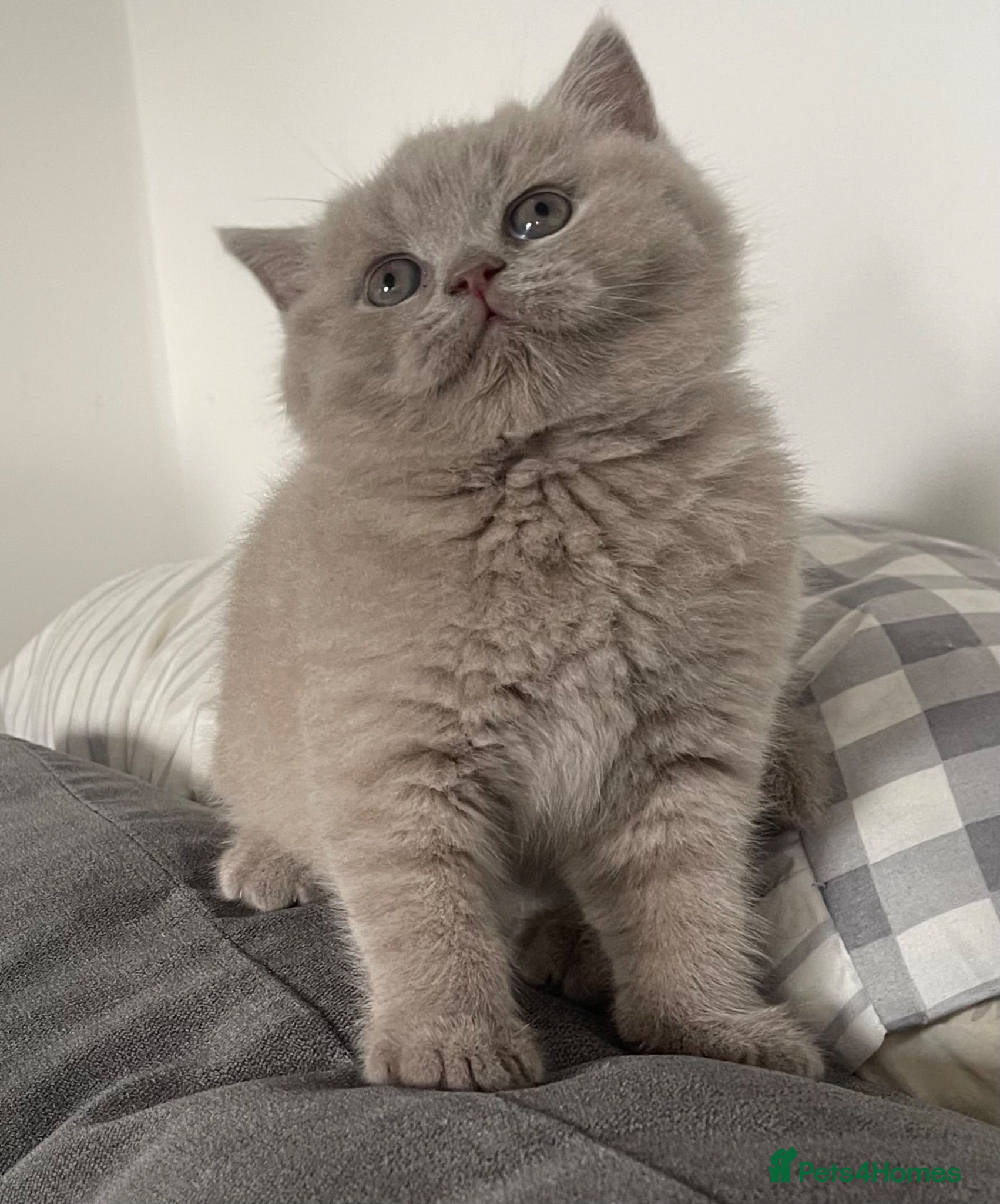 British Shorthair cats GORGEOUS PEDIGREE BRITISH SHORTHAIR  - Advert 24