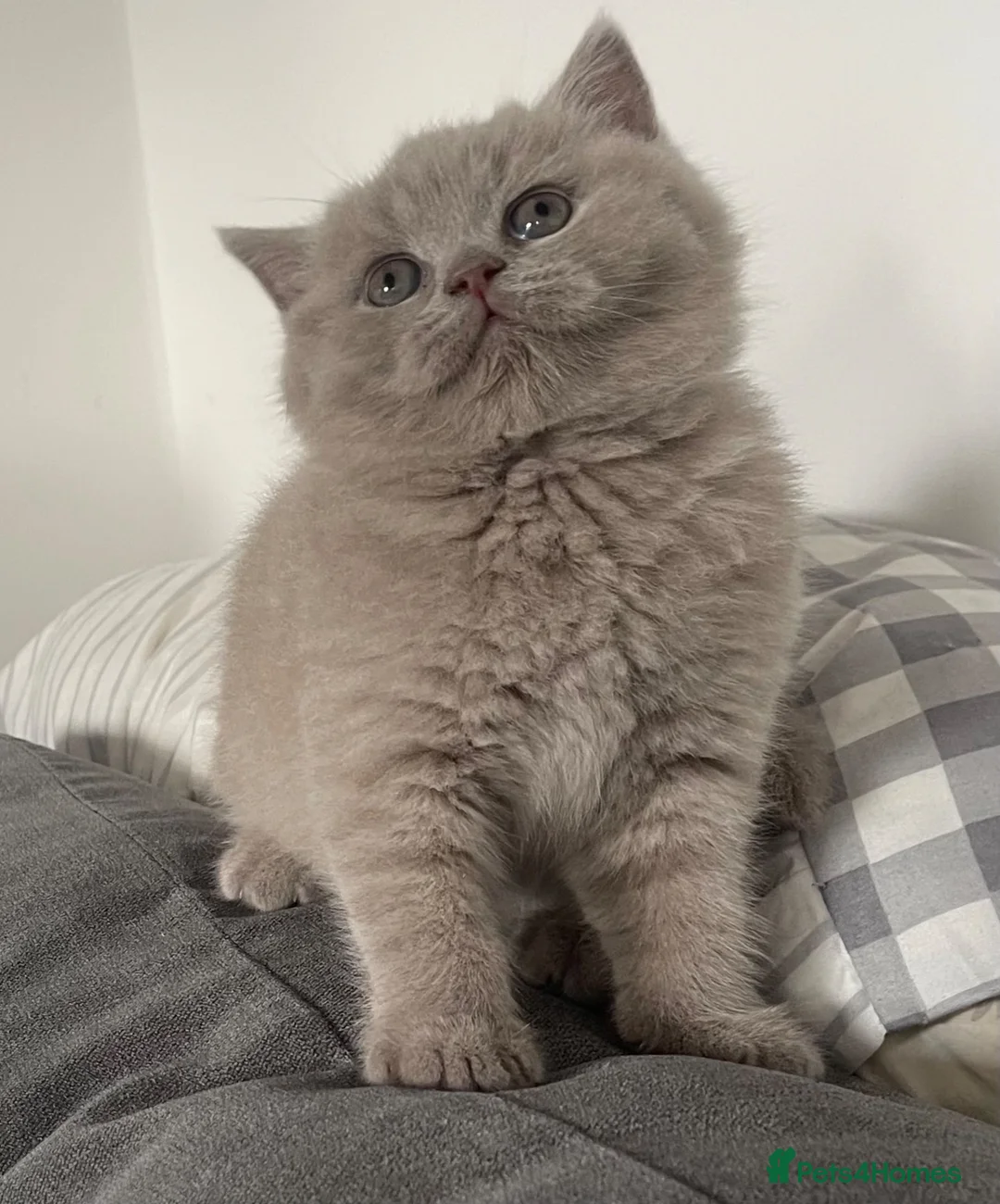 British Shorthair cats for sale: GORGEOUS PEDIGREE BRITISH SHORTHAIR  - Advert 1
