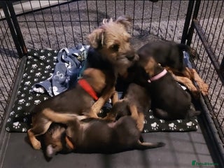Border Terrier dogs Border terrier pups - Advert 3