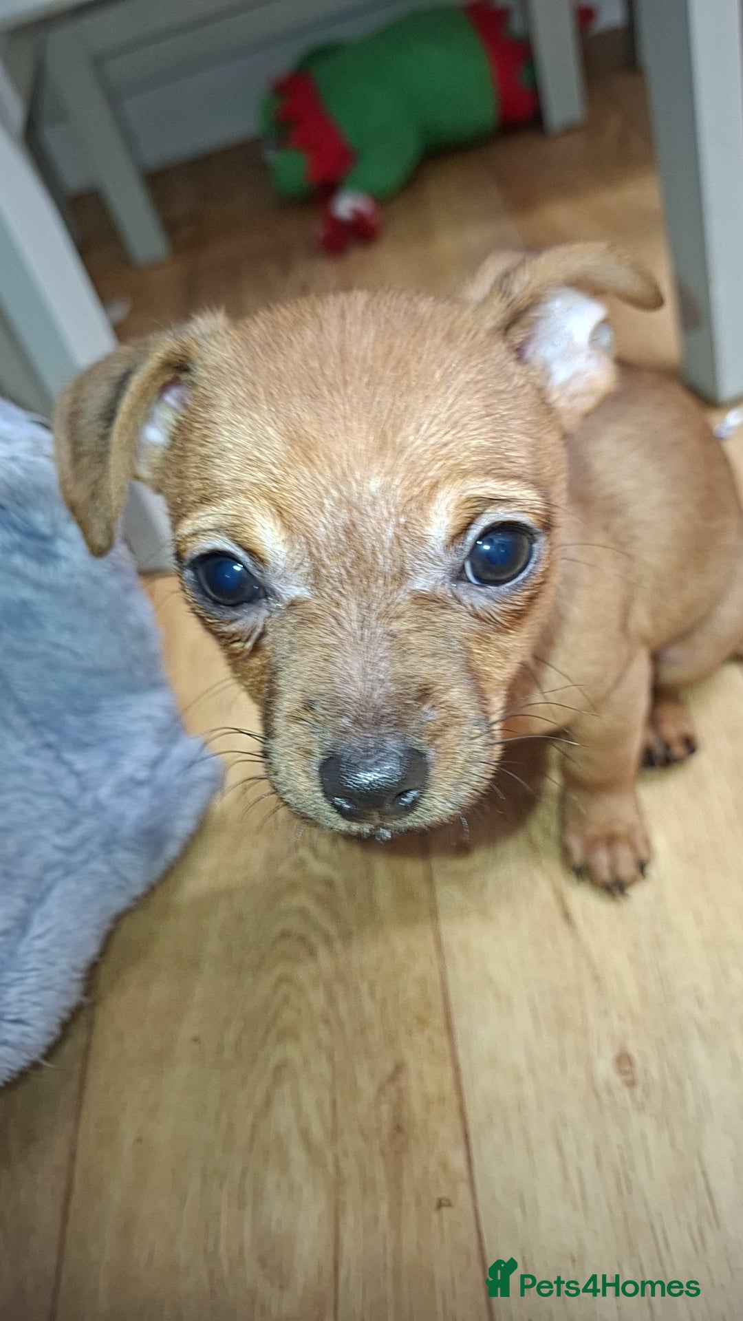 Mixed Breed dogs ​🐾 2 Stunning Girls!Frenchie x Mini Dachshund/Chi - Advert 8