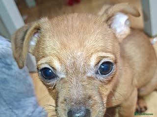 Mixed Breed dogs 🐾 2 Stunning Girls!Frenchie x Mini Dachshund/Chi - Advert 8