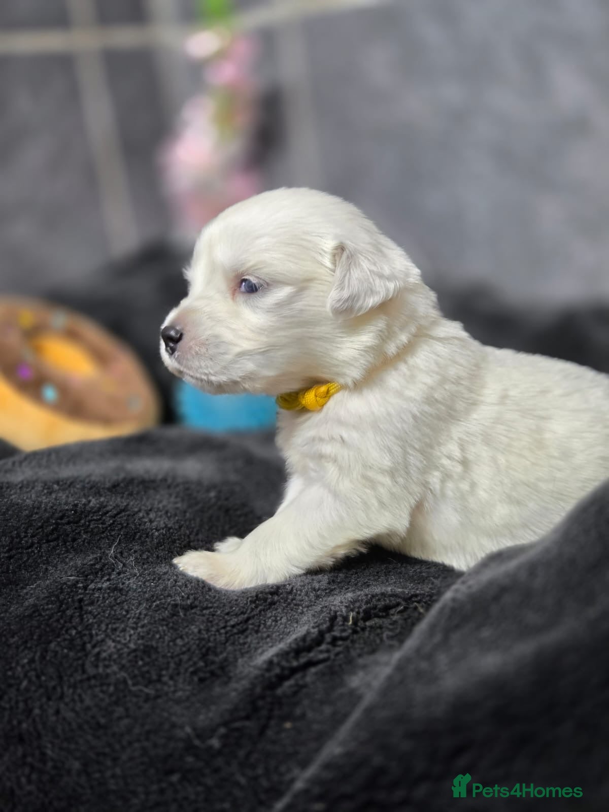 Golden Retriever dogs Gorgeous kc reg golden retrievers  - Advert 6