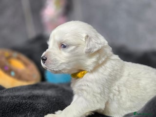 Golden Retriever dogs Gorgeous kc reg golden retrievers - Advert 3