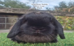 Mini Lop rabbits for sale: Various young mini lop males  - Image 16